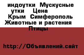 индоутки (Мускусные утки) › Цена ­ 1 500 - Крым, Симферополь Животные и растения » Птицы   